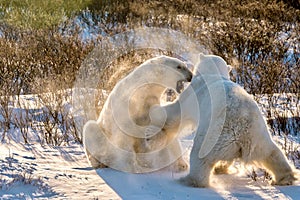 Two adult polar bears sparring in the snow.