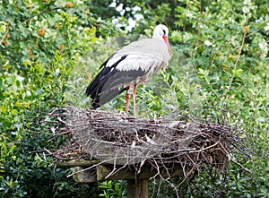 Two adult storks