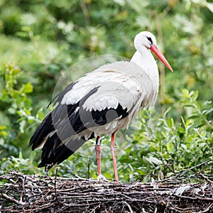 Two adult storks