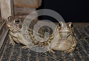 Two adult toads at night