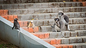 Two adult and two baby Dusky monkees sitting on steps