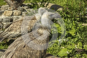 Two adult vultures against the background of green plants.