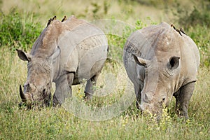 Two adult white rhino grazing with red billed ox peckers on their backs in Kruger Park South Africa