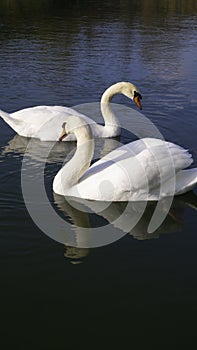 Two adult white swans sail the river