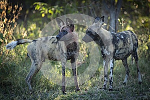 Two adult wild dogs standing in green bush looking alert in Khwai in Botswana