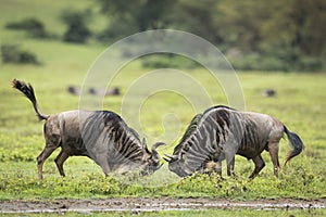 Two adult wildebeest fighting in Ngorongoro Crater in Tanzania