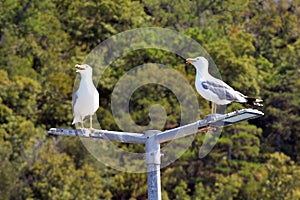 Two adult yellow legged gulls are resting on a port lamp