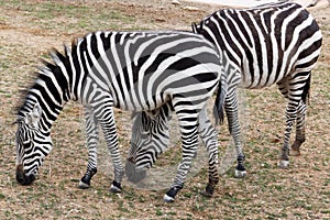 Two zebras grazing at the zoo