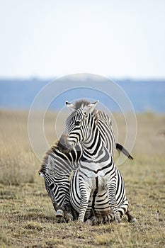 Two adult zebras playing in the plains of Amboseli Reserve in Kenya