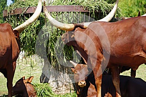 Two adults and two babies-calfs of Ankole-Watusi cows at the ZOO in Bussolegno, Italy