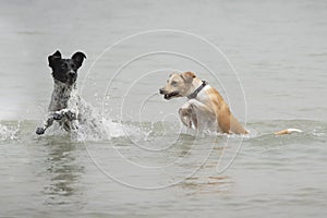 Two adults female dogs running and splashing through the water in the beach