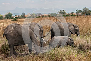 Two adults and one infant Elephant in a muddy savannah