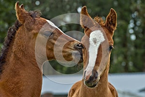 Two affectionate baby horse foals