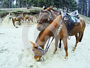 Two affectionate young horses