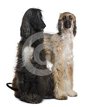 Two Afghan hounds, 1 and 2 years old