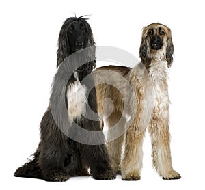 Two Afghan hounds, 1 and 2 years old