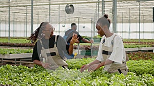 Two african american women talking while doing quality inspection for organic lettuce plants looking for damage