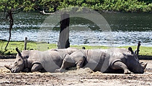 Two African broad-lipped rhino  sleeping