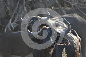 Two African Buffalo