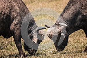 Two African buffalo fighting in Lake Nakura National Park ,Kenya.