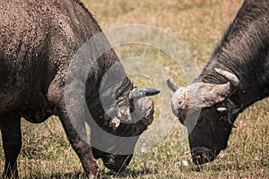 Two African buffalo fighting in Lake Nakura National Park ,Kenya.