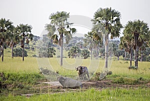 Two African Buffaloes covered in mud