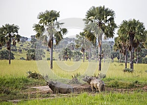 Two African Buffaloes covered in mud
