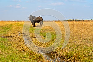 Two African bulls, herbivore animals couple