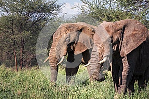 Two African bush elephants portrait in the Tarangire National Park  Tanzania. African savanna elephant -the largest living