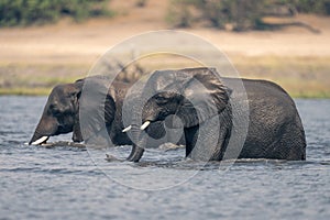 Two African bush elephants stand in river