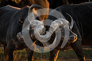 Two African Cape Buffalo locking horns in the golden hour.