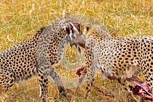 Two African cheetah caught Impala. Masai Mara. Kenya, Africa