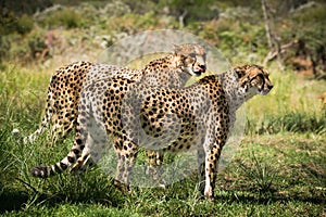Two african cheetahs