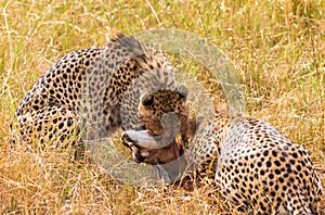 Two African cheetahs with prey. Masai Mara. Kenya, Africa