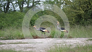 Two African crowned crane