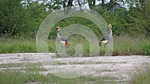 Two African crowned crane