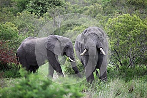 Two African elephant. Adult males with tusks in a waterhole
