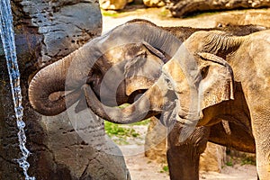 Two African elephant drinking water at a small waterfall.