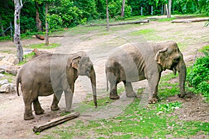 Two African Elephants