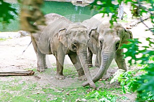 Two African Elephants