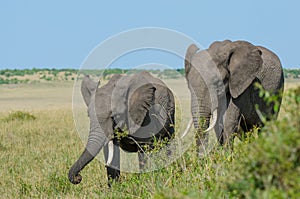 Two African elephants