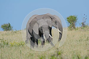 Two african elephants