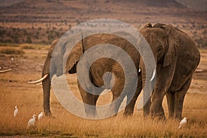 Two African elephants with cattle egrets