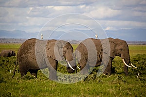 Two African elephants with cattle egrets on back