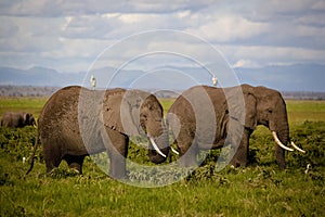 Two African elephants with cattle egrets on back photo