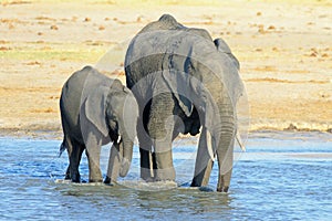 Two African Elephants drinking and wallowing in a waterhole in Hwange National Park photo