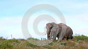 Two african elephants eat fynbos on a hill