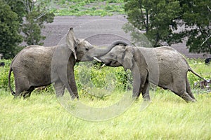Two African elephants fight in a head to head South Africa