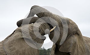 Two African elephants fighting South Africa