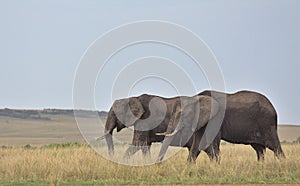 two african elephants grazing peacefully together in the wild savannah of the masai mara, kenya